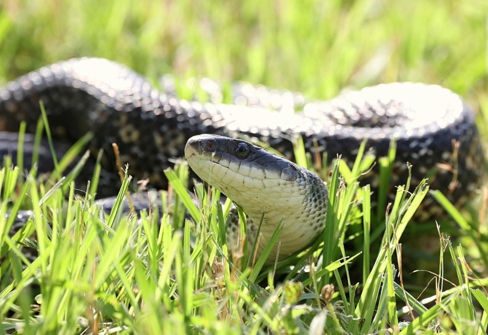 Snake Removal NSW