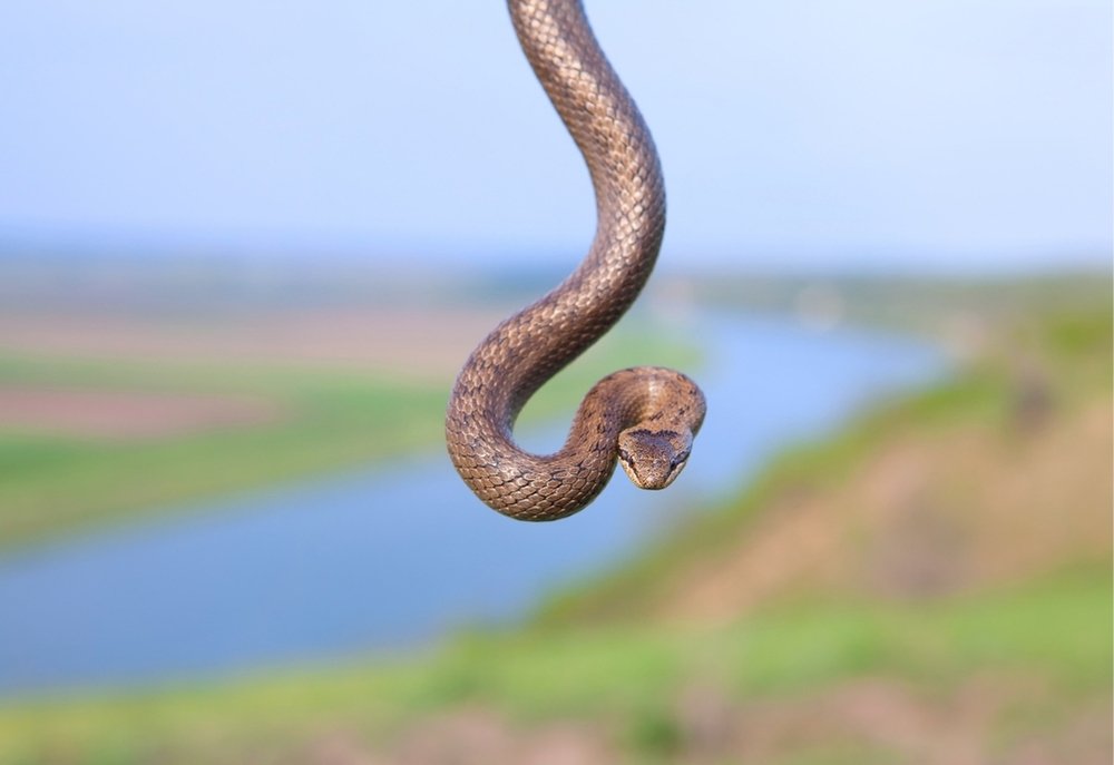 Snake Removal WA